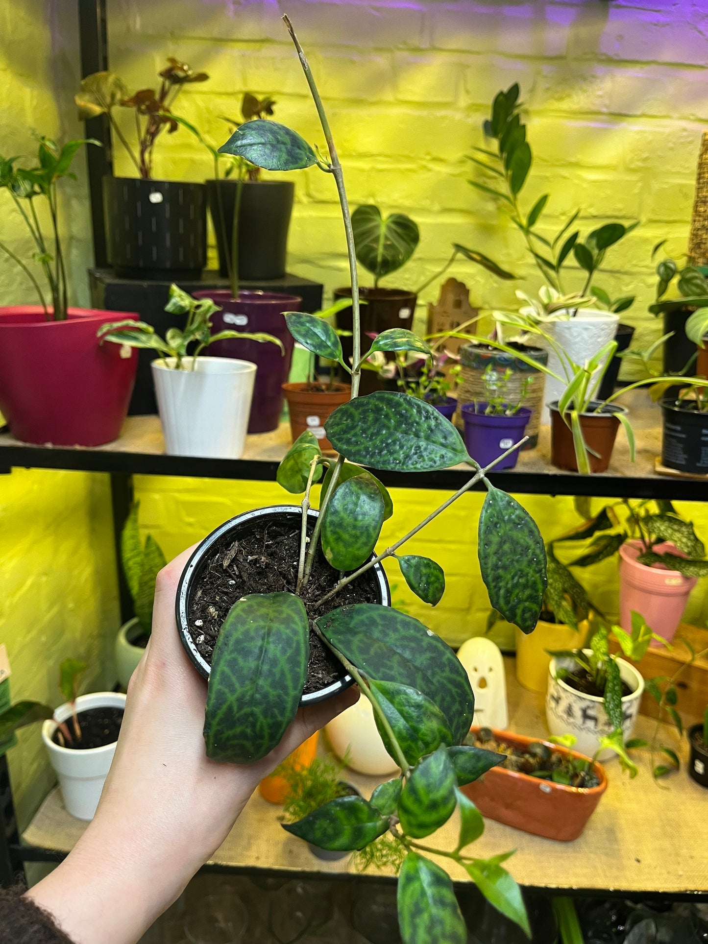 Aeschynanthus Marmoratus