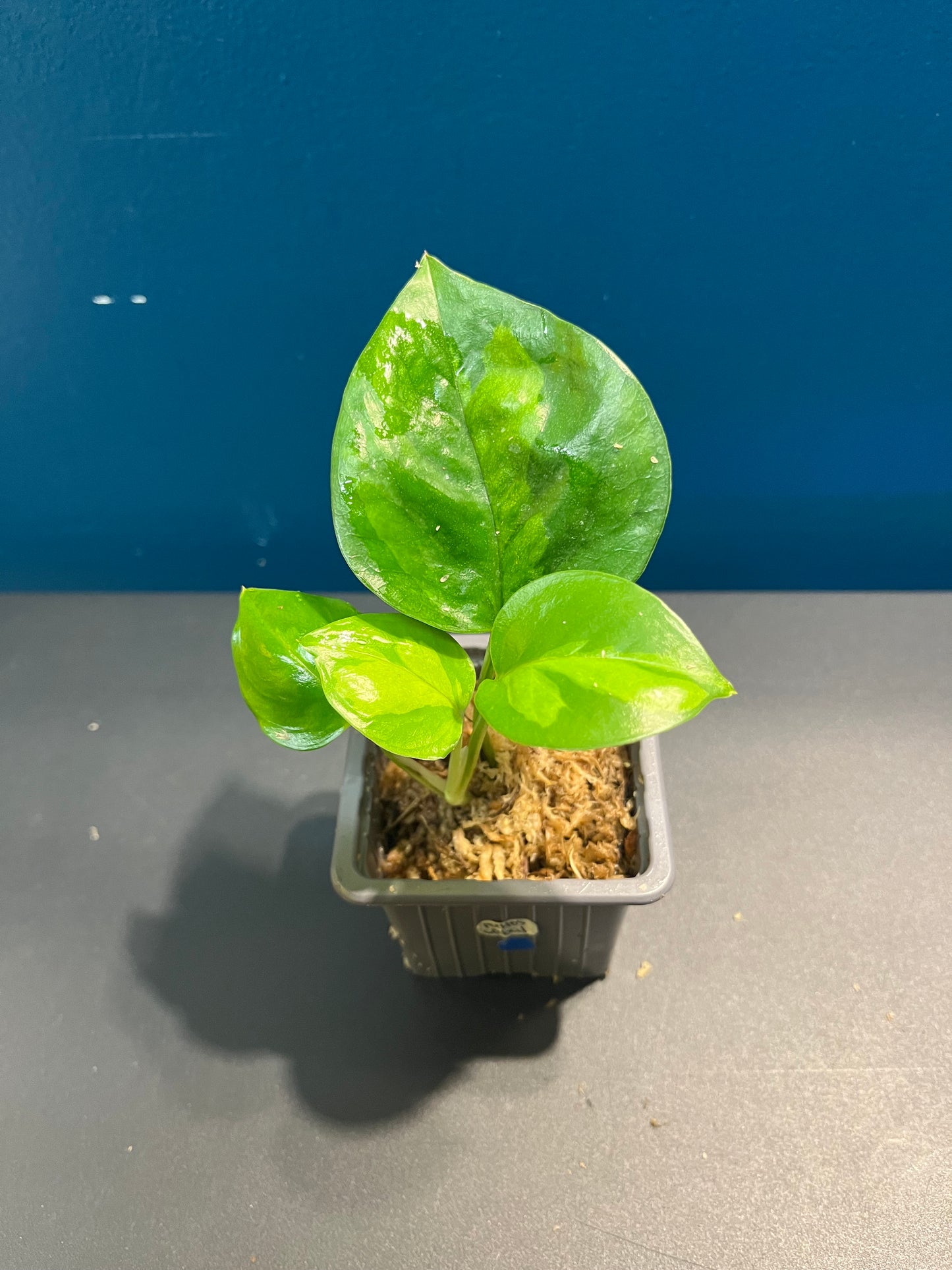 Pothos Global Green