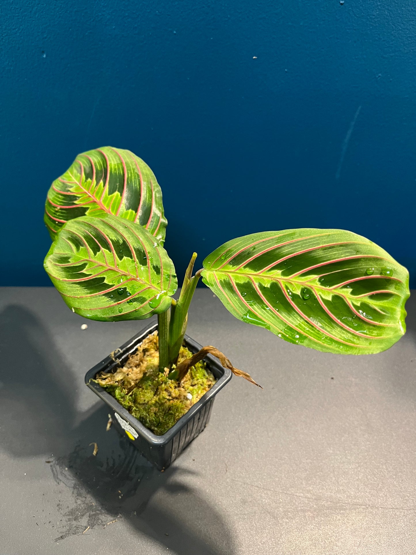 Maranta Leuconeura Fascinator