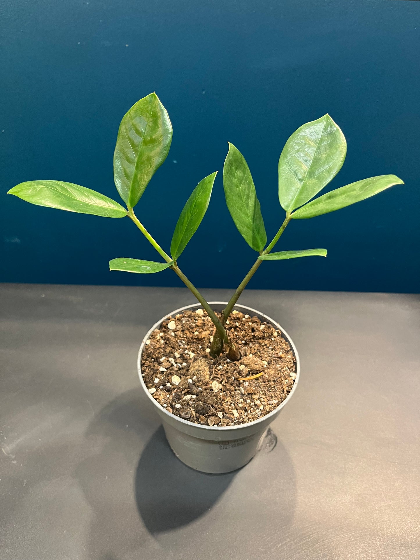 Zamioculcas Zamiifolia