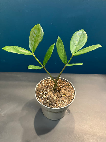 Zamioculcas Zamiifolia