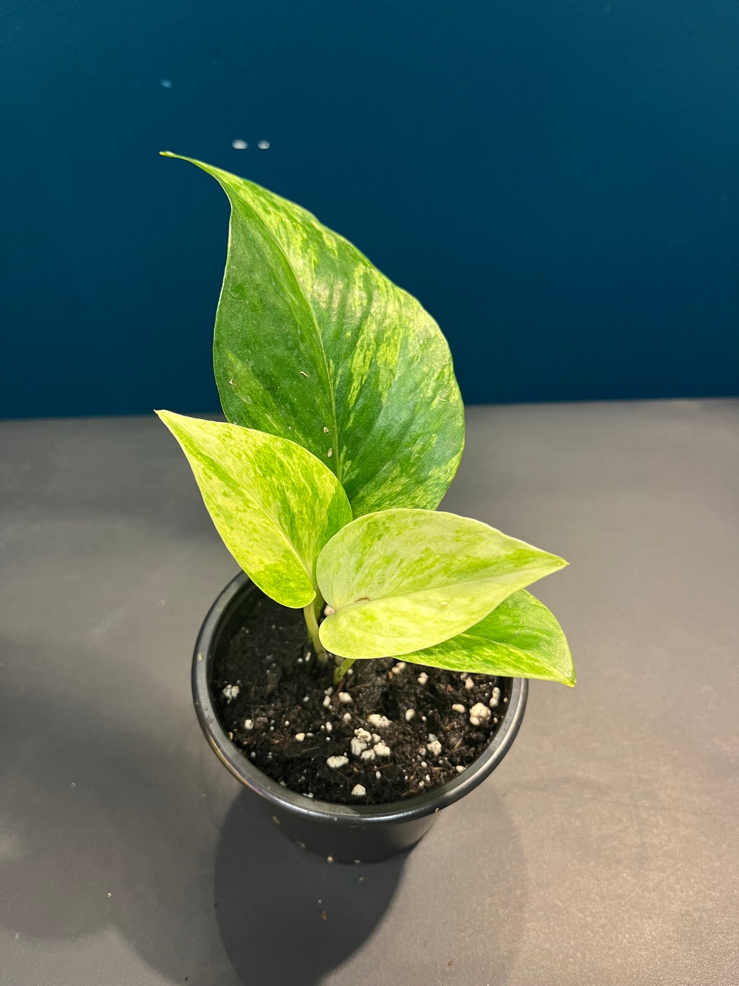 Pothos Marble Queen