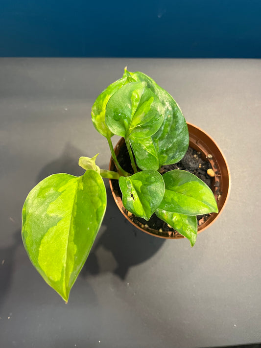 Pothos Global Green