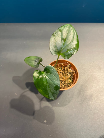 Syngonium Red Arrow