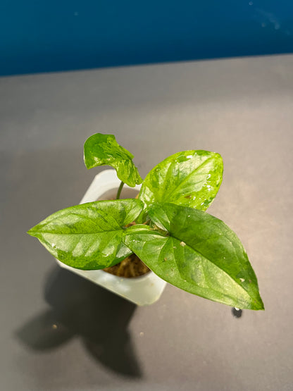 Syngonium Mojito