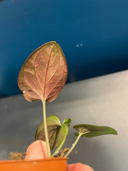 Syngonium Red Arrow