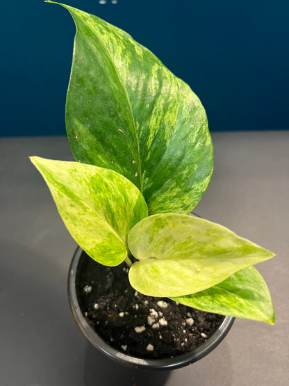 Pothos Marble Queen