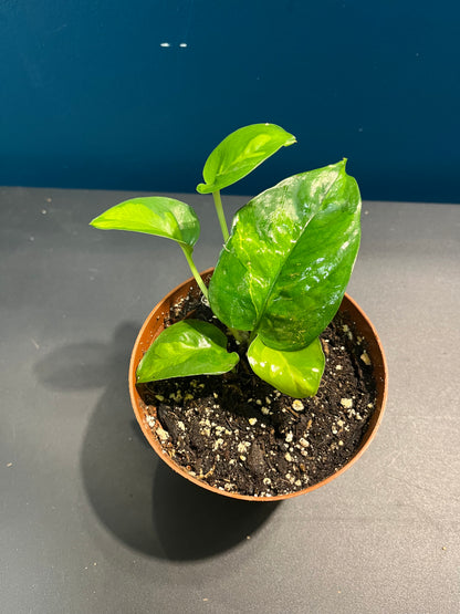 Pothos Global Green