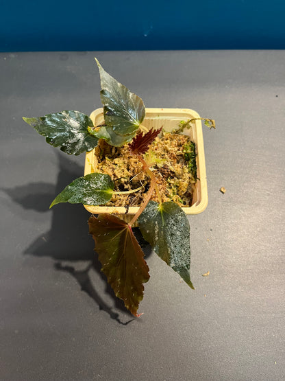 Bégonia Linda Dawn