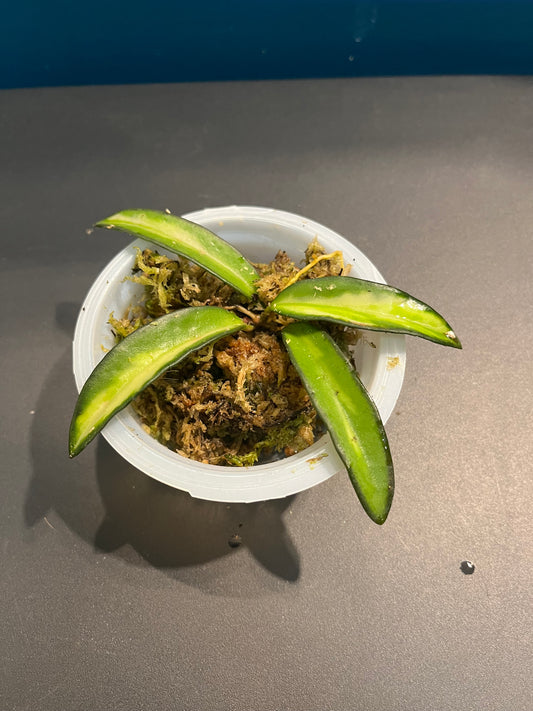 Hoya Wayetii Tricolor