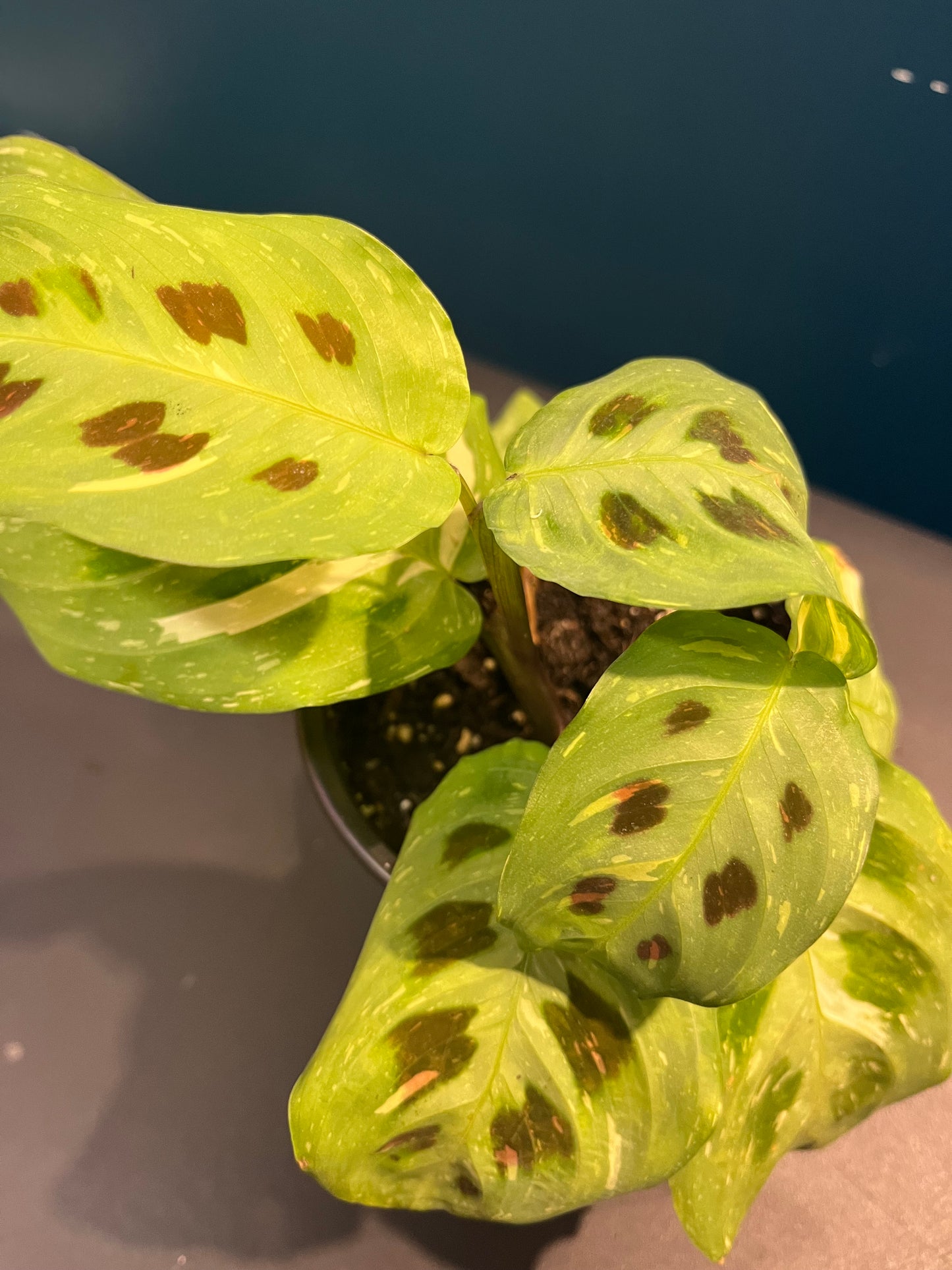 Maranta Leuconeura Variegata