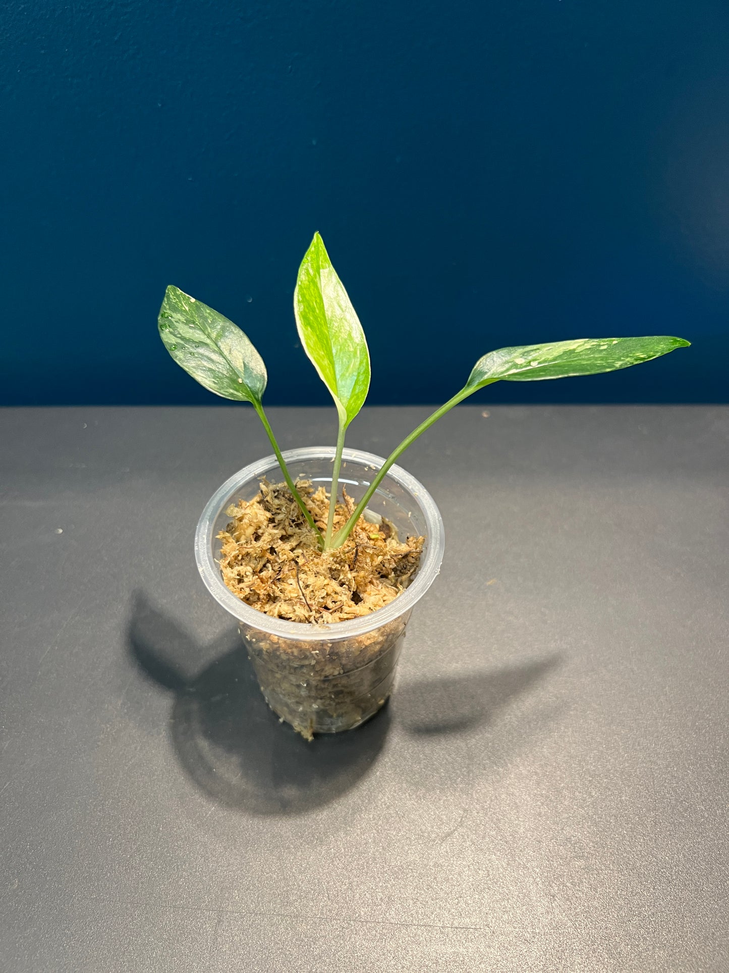 Pothos pinnatum variegata