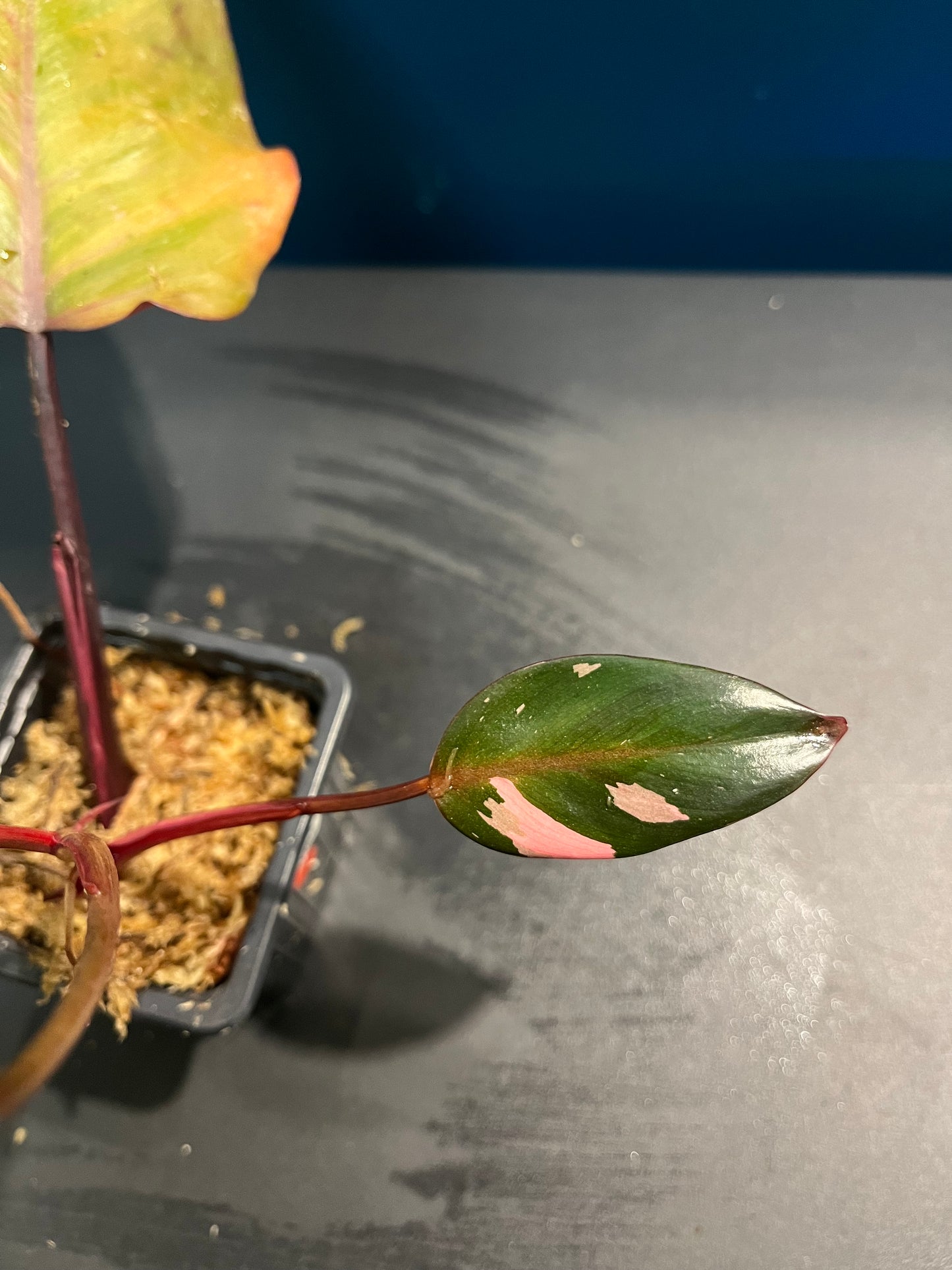 Philodendron Pink Princess