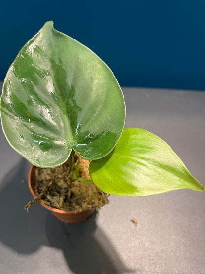 Philodendron Scandens