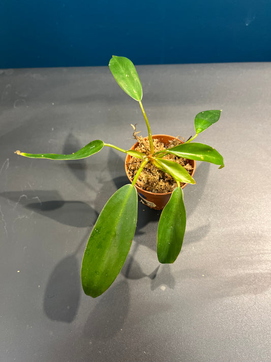 Philodendron Red Emerald