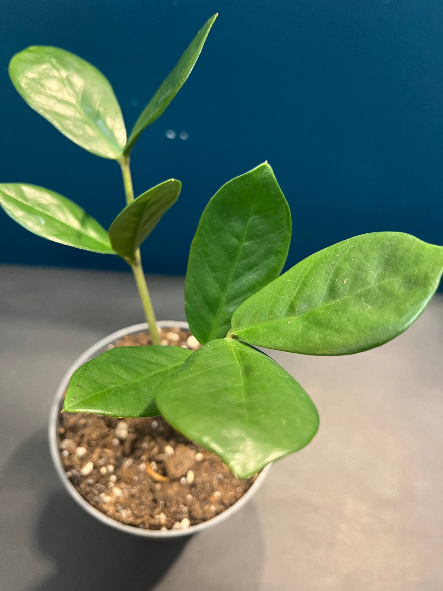 Zamioculcas Zamiifolia