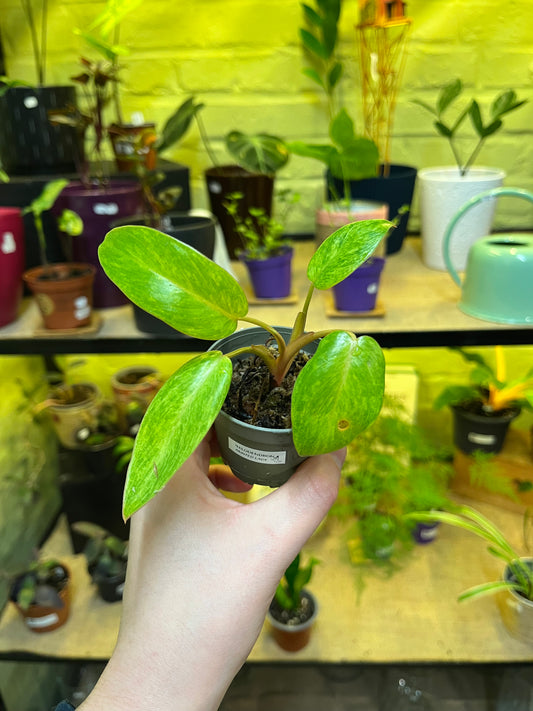 Philodendron Painted Lady