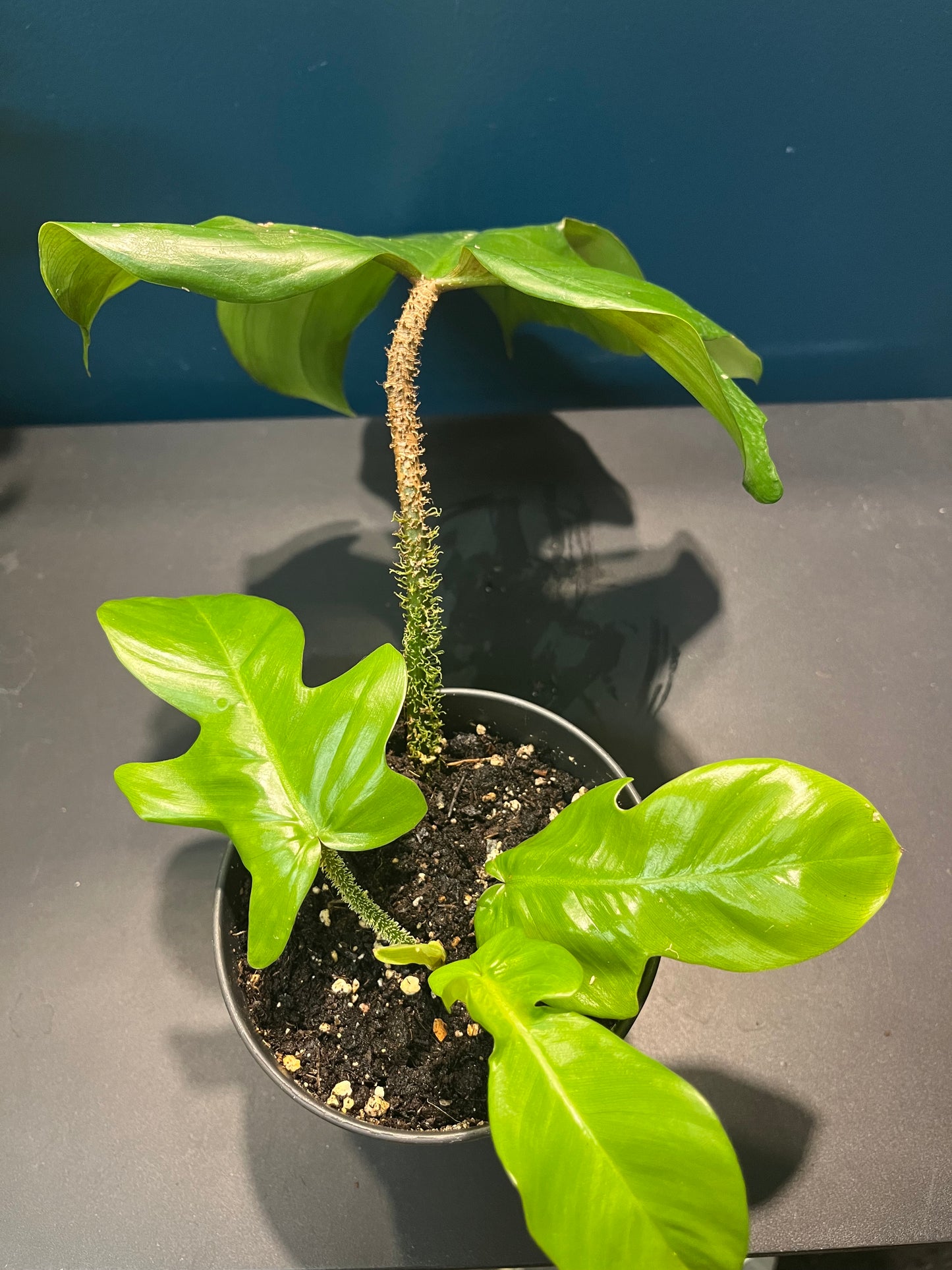 Philodendron Squamiferum