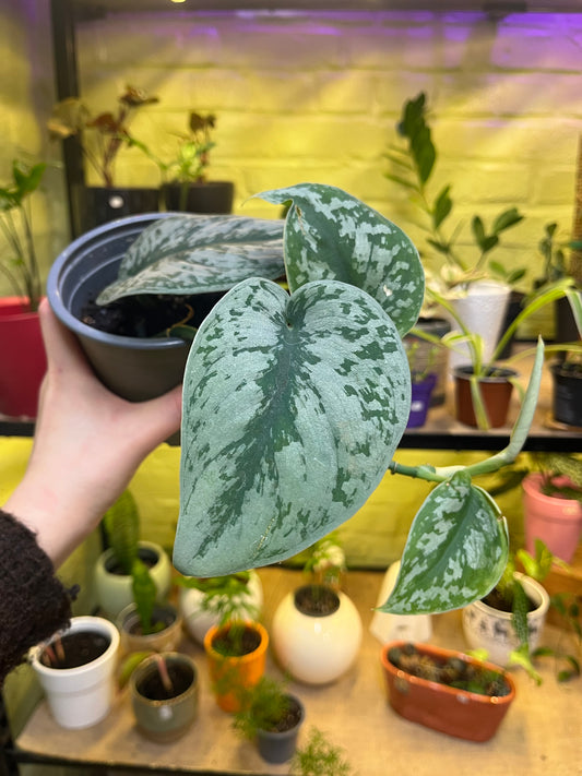 Scindapsus Pictus Exotica