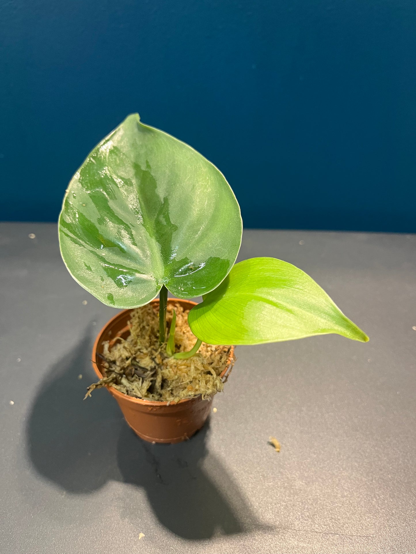 Philodendron Scandens