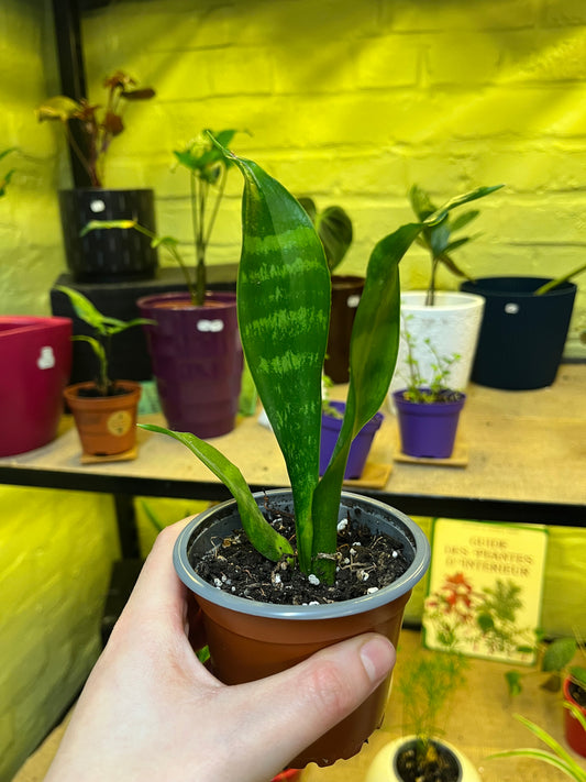 Sansevieria