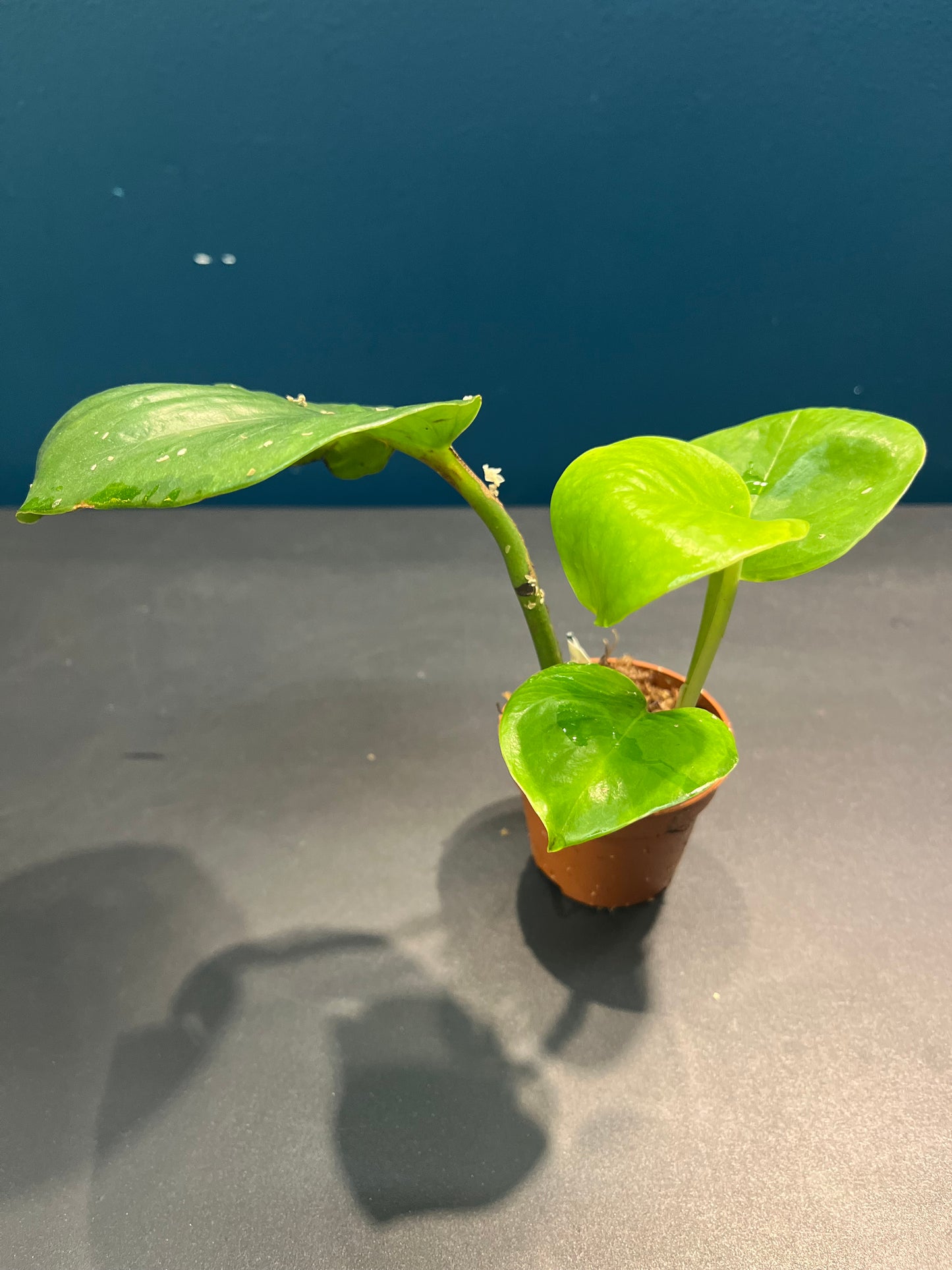 Pothos Global Green