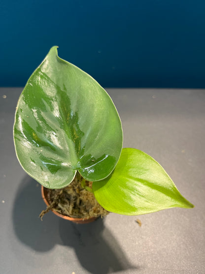 Philodendron Scandens