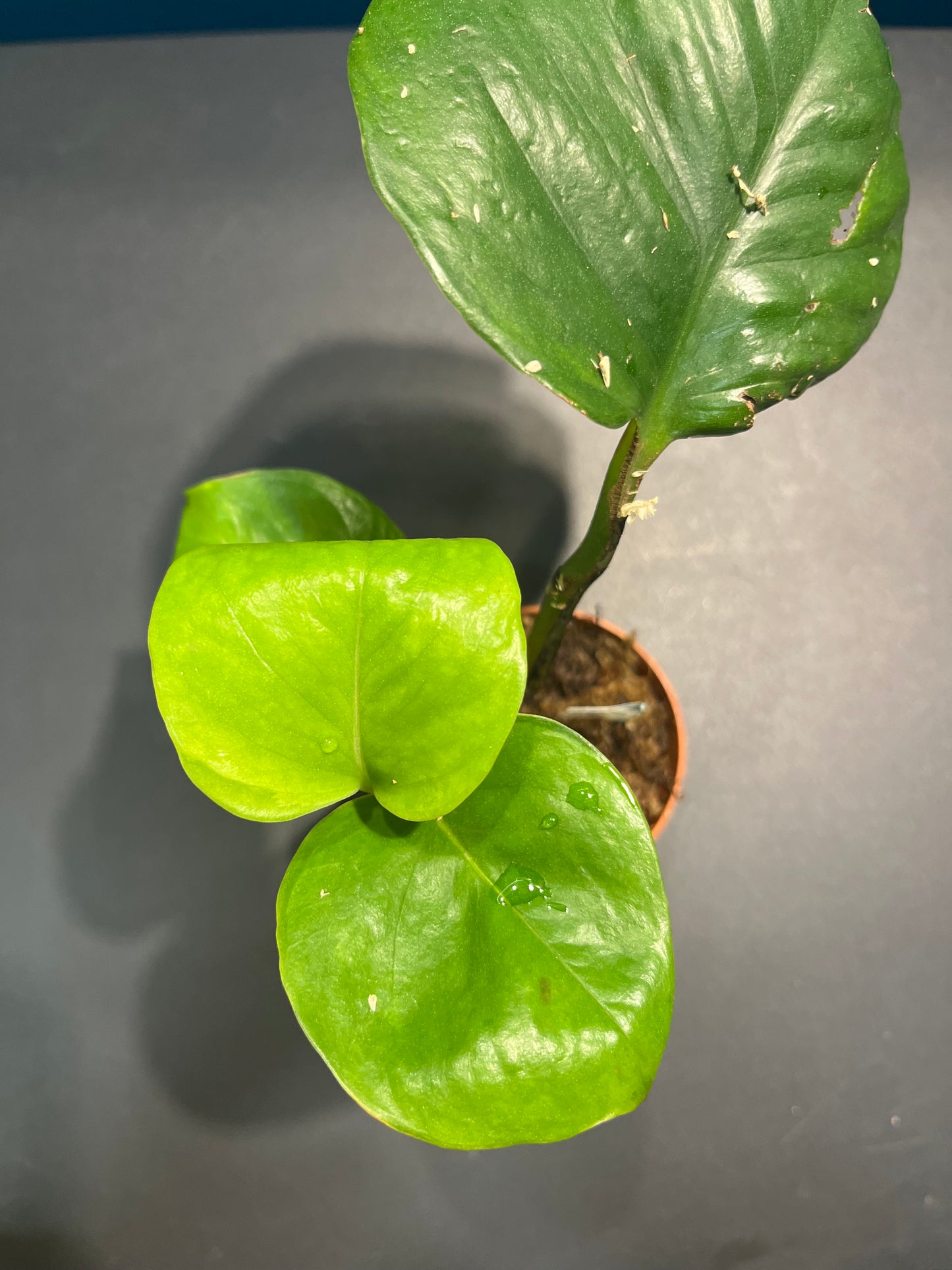 Pothos Global Green
