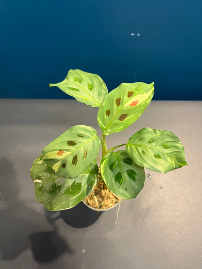 Maranta Leuconeura Variegata
