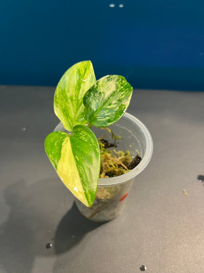 Philodendron monstera cobra variegata