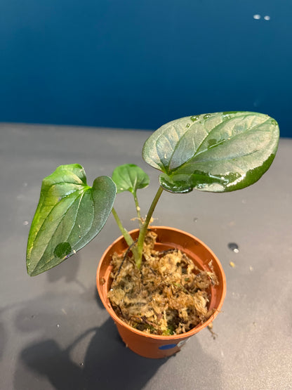 Syngonium Red Arrow