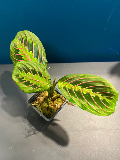 Maranta Leuconeura Fascinator