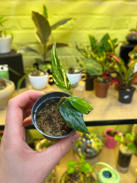 Pothos pinnatum variegata