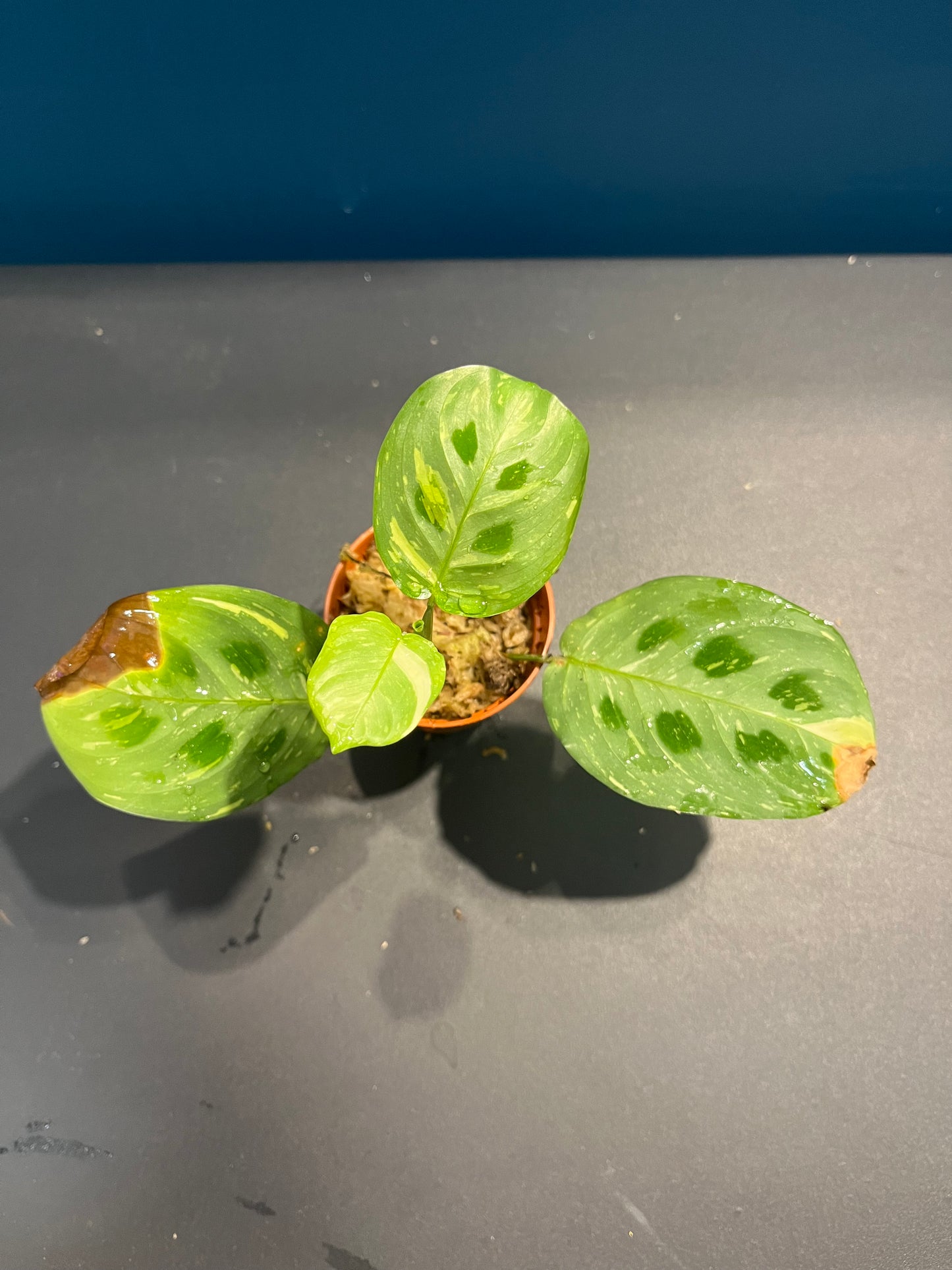 Maranta Leuconeura Variegata