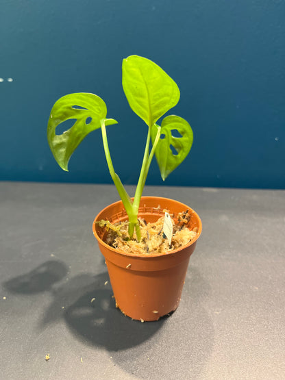 Monstera Adansonii
