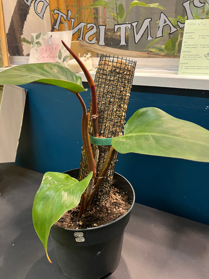 Philodendron Red Emerald