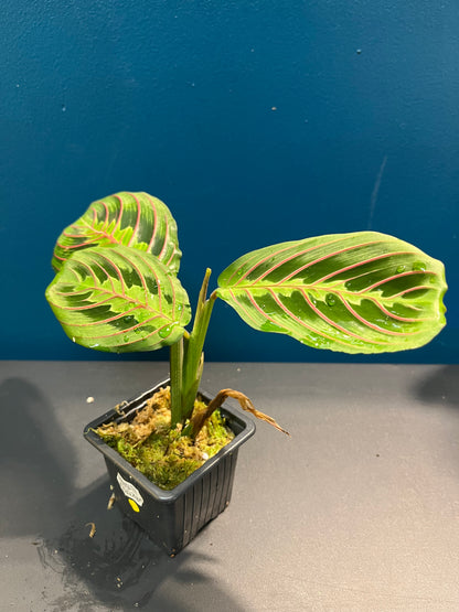 Maranta Leuconeura Fascinator