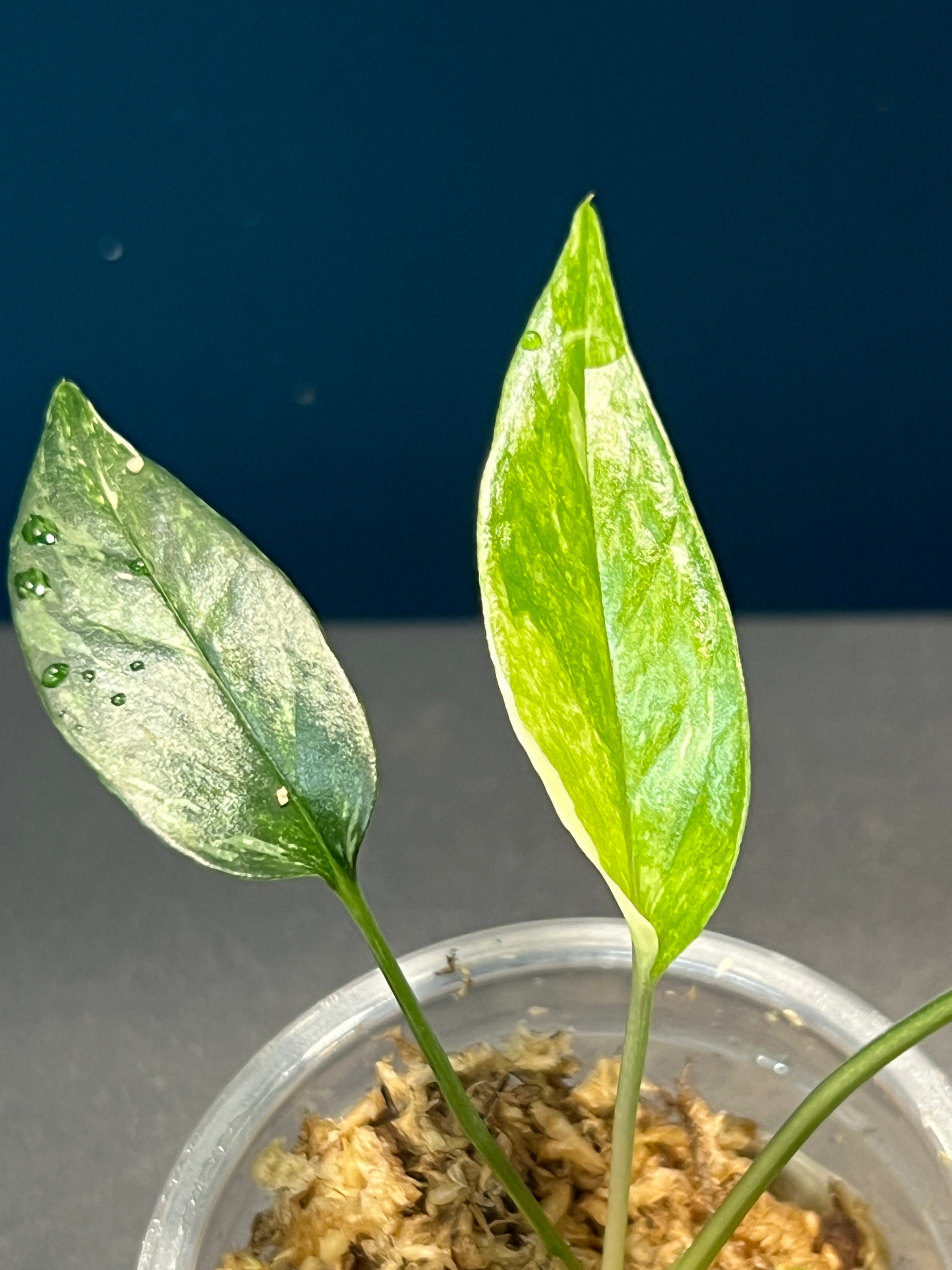 Epipremnum outlet Pinnatum Variegated