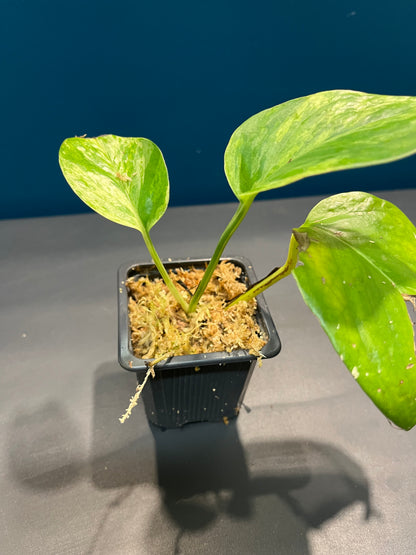 Pothos Marble Queen