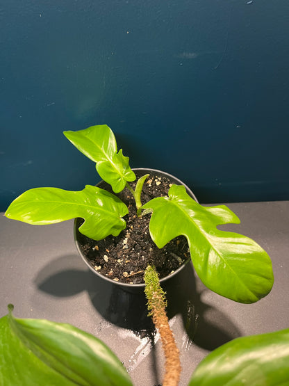 Philodendron Squamiferum