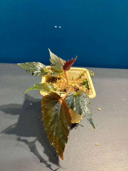 Bégonia Linda Dawn