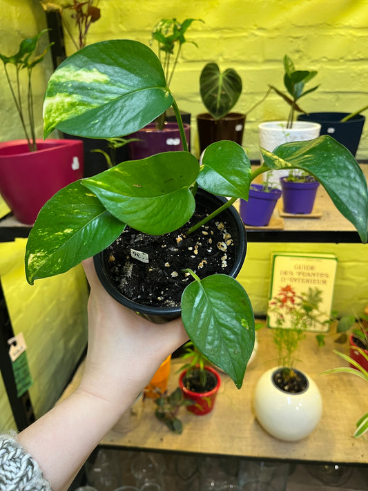 Pothos Aureus