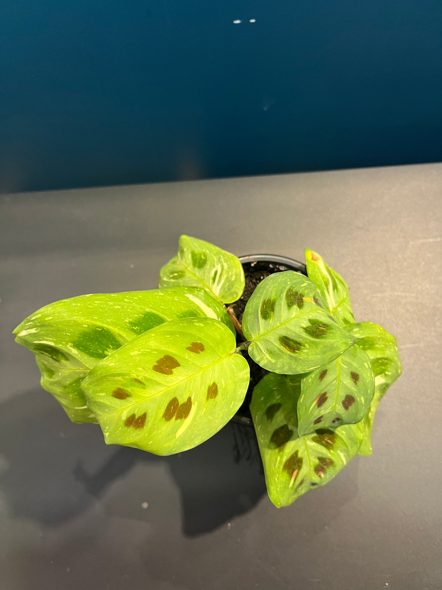 Maranta Leuconeura Variegata