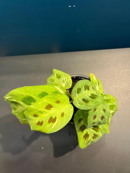 Maranta Leuconeura Variegata
