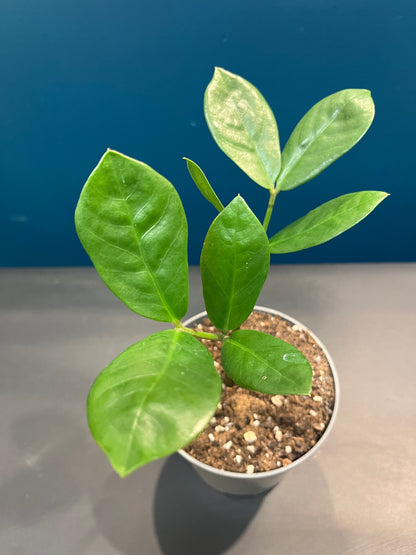 Zamioculcas Zamiifolia