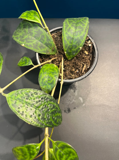 Aeschynanthus Marmoratus