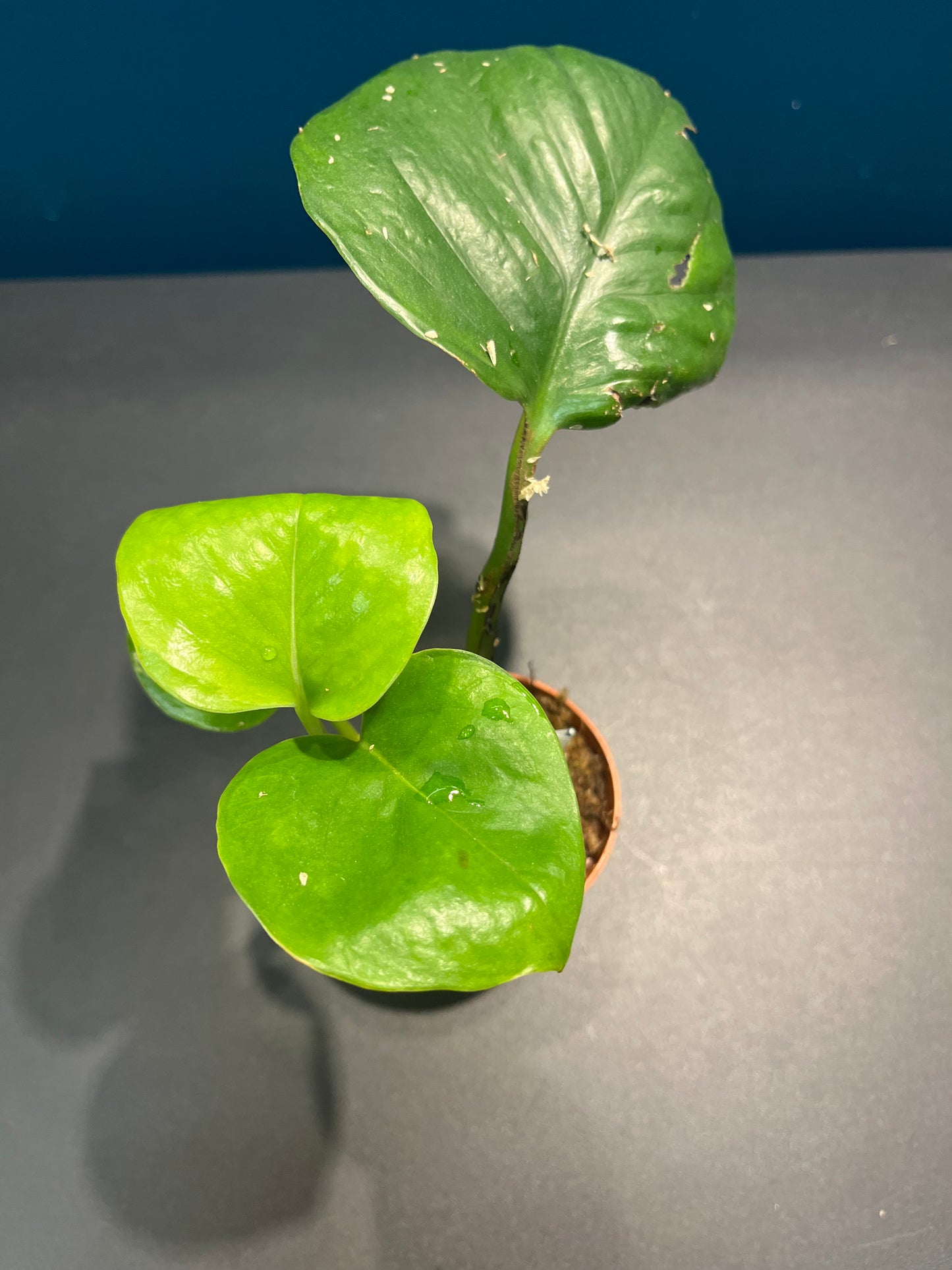 Pothos Global Green