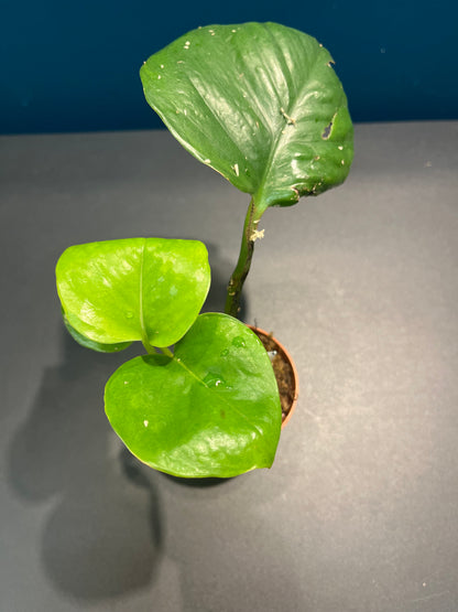 Pothos Global Green