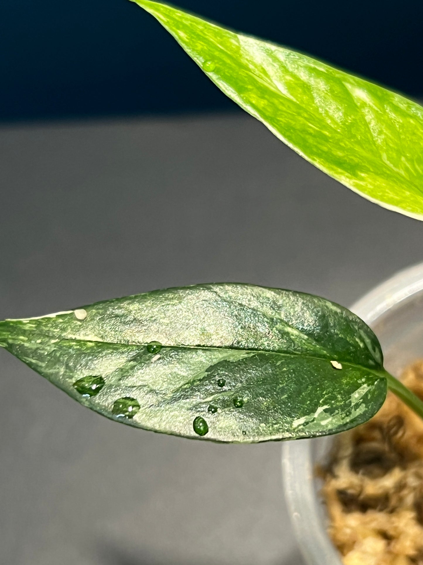 Pothos pinnatum variegata