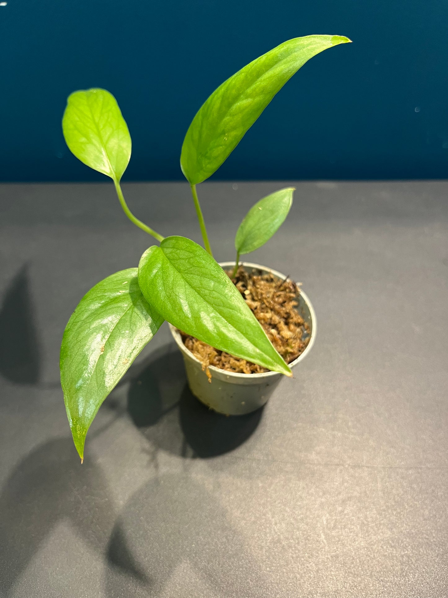 Pothos Cebu Blue